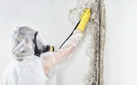 Mold Documentation for Insurance Claims in Lewisburg, TN